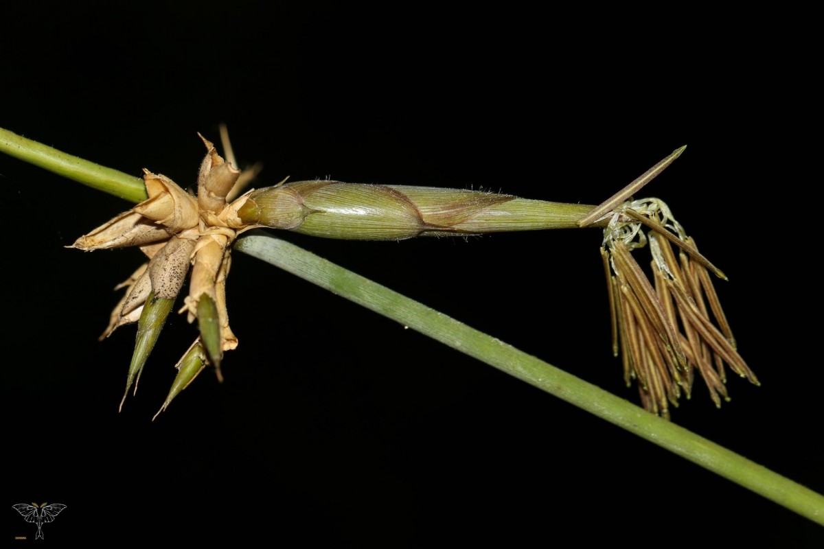 Ochlandra stridula Thwaites